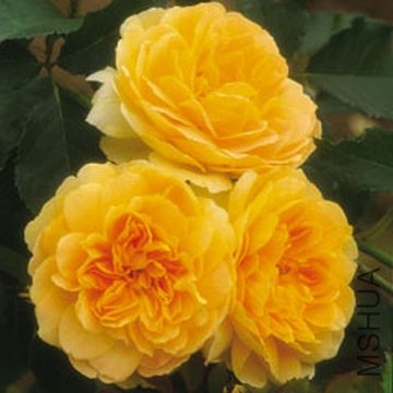 Ī��Ŧ��˹��Molineux ).jpg