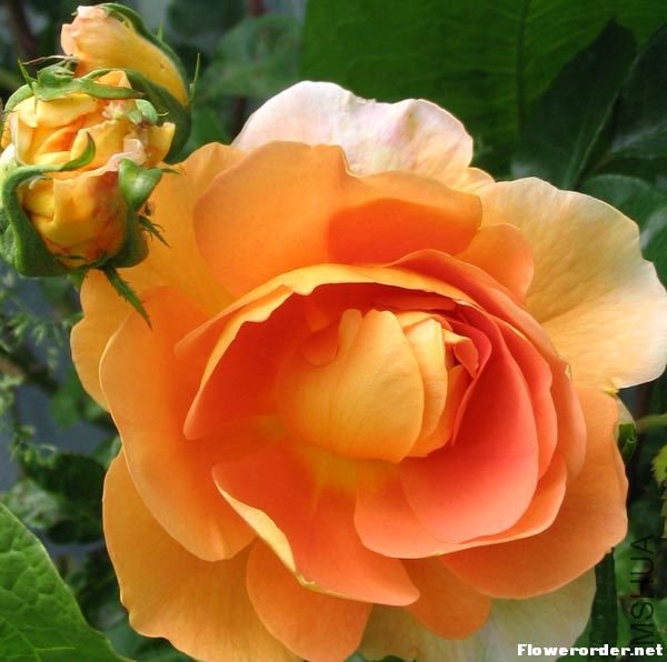 ���ذ�˹͡Pat Austin.jpg