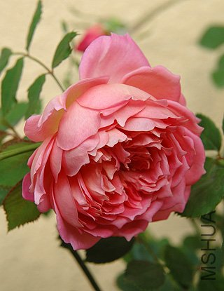 �������Jubilee Celebration.jpg