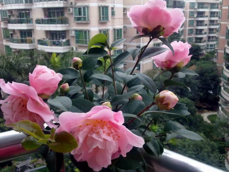 ��Ƭ 222.jpg