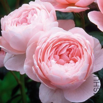 ���Ů����Queen of Sweden��.jpg