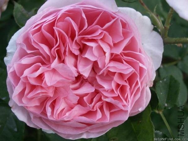 �㲥ʱ����Radio Times��.jpg