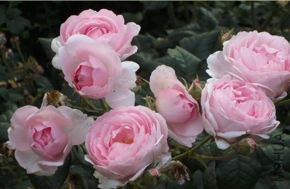 Ȩ��֮����Scepter'd Isle��.jpg