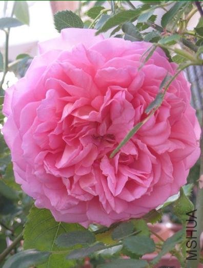 ��Ů����ɯ�ף�Sister Elizabeth��.jpg