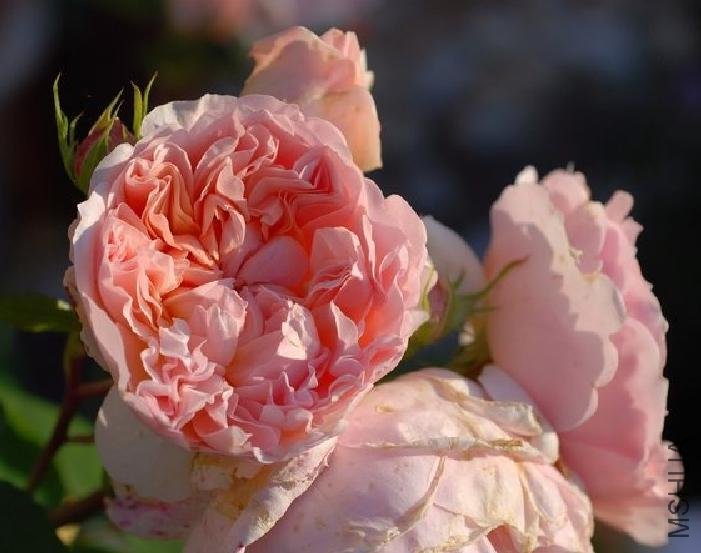 ��������Ҷ��Sweet Juliet.jpg