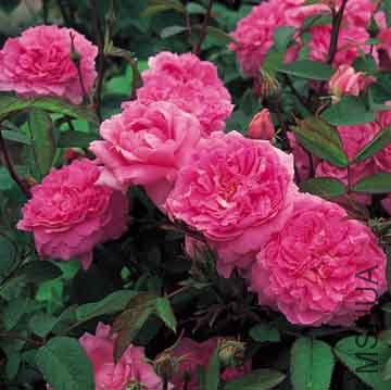 ���»���The Mayflower��.jpg