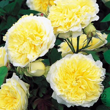 ��ʥ�ߣ�The Pilgrim ).jpg