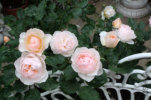 ����Ů��The Shepherdess��.jpg