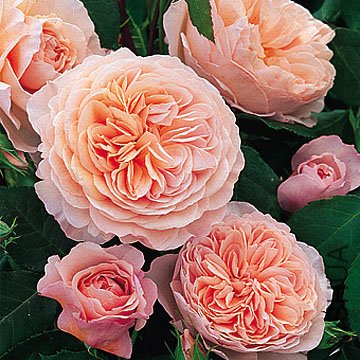 ����Ī��˹��William Morris ��.jpg