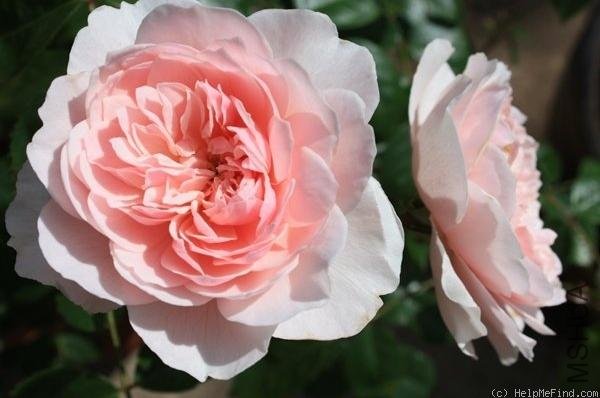 ��˹��2008��Wisley 2008 ��.jpg