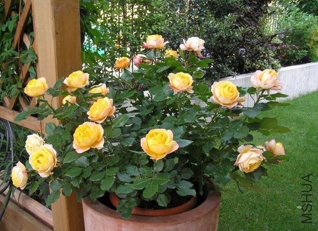 ����������Baby Romantica��.jpg