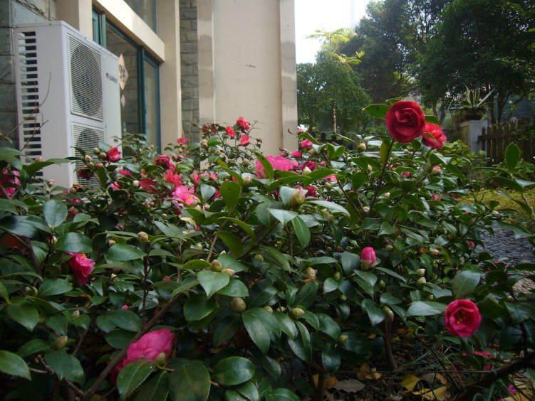 P1030885.JPG