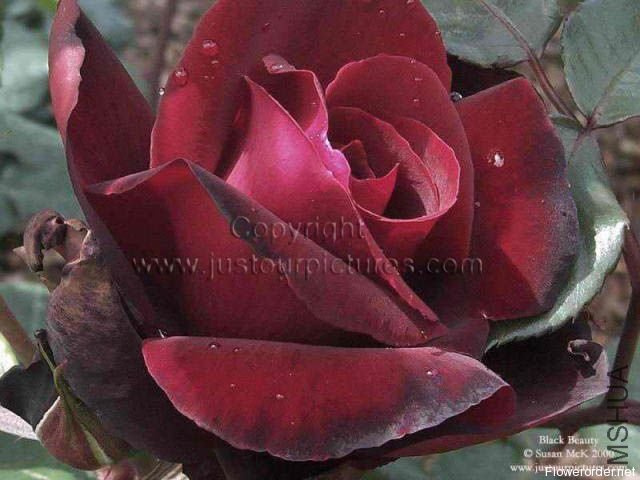 �����ˣ�Black Beauty��.jpg