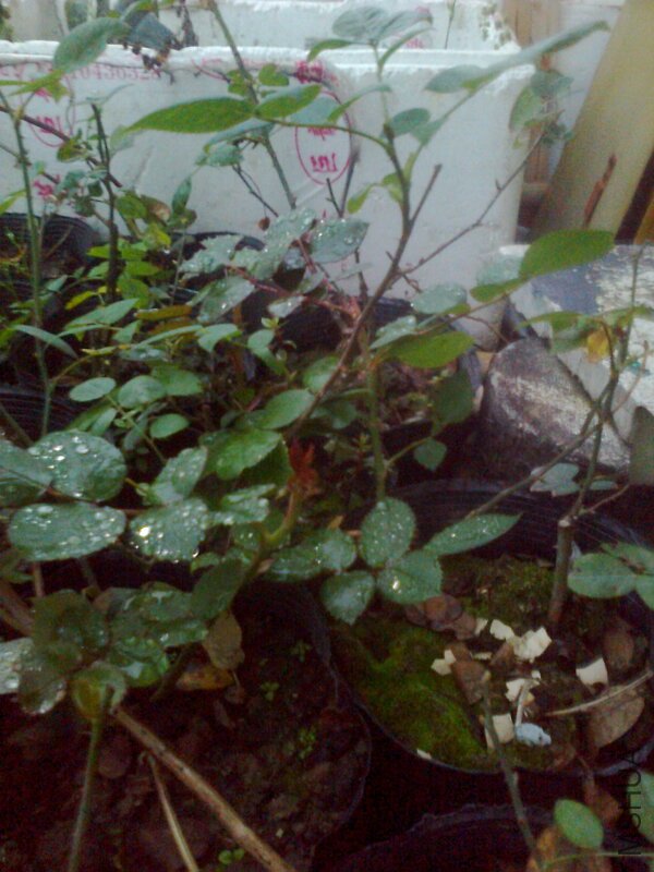 ��Ƭ0314.jpg