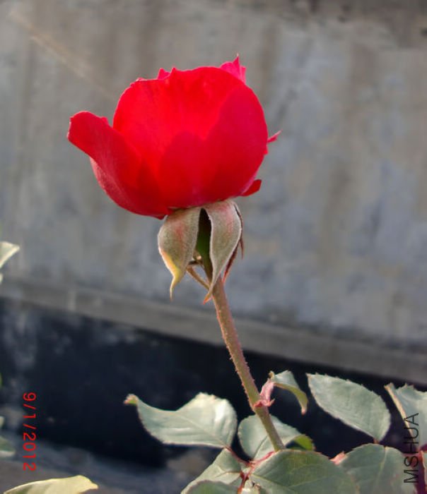 nEO_IMG_CIMG3554.jpg