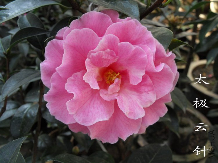 DSCF0693.jpg