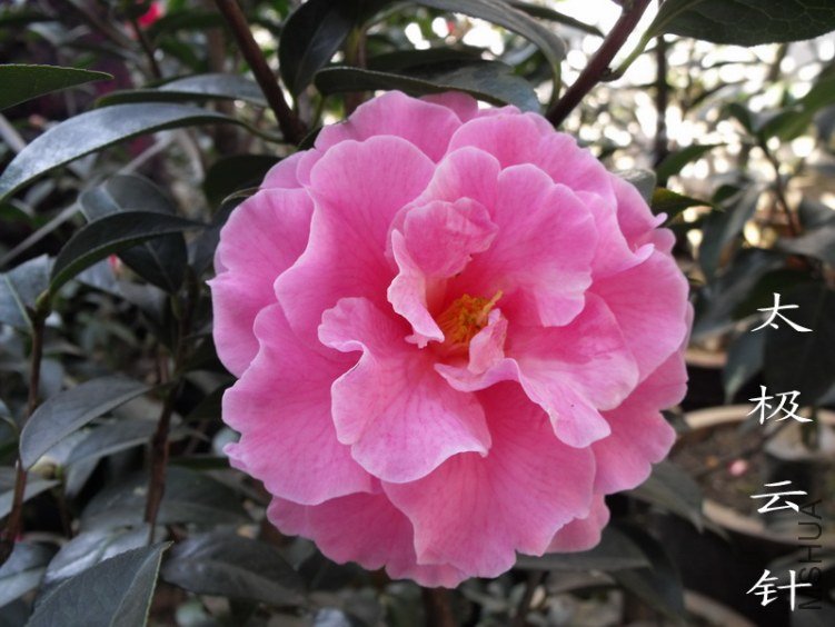 DSCF0694.jpg