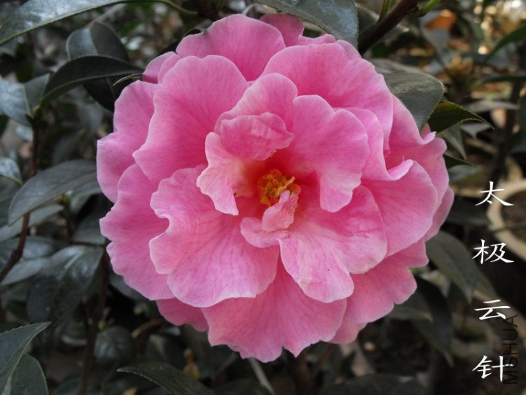 DSCF0695.jpg