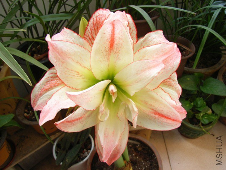 RIMG0605_����.jpg