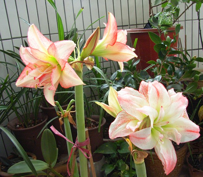 rimg0607_����.jpg