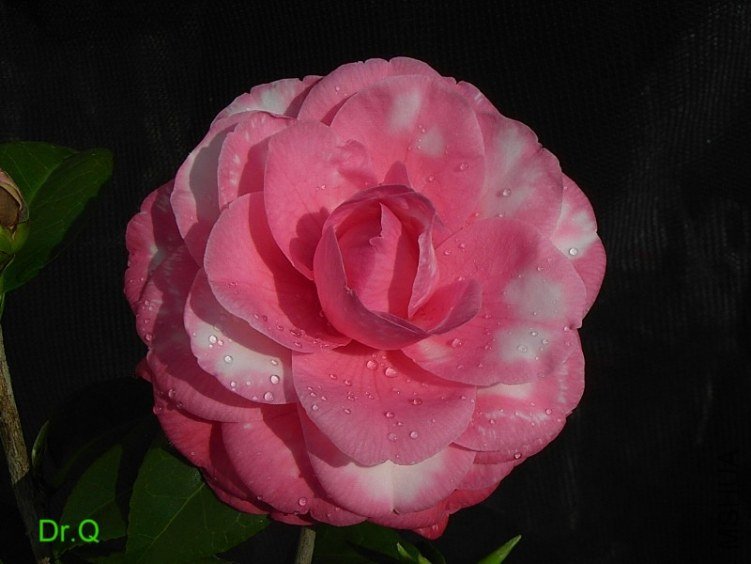 0217-3.JPG