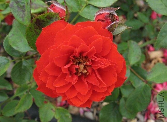 ��÷�����ȣ�Orange Meillandina��.jpg