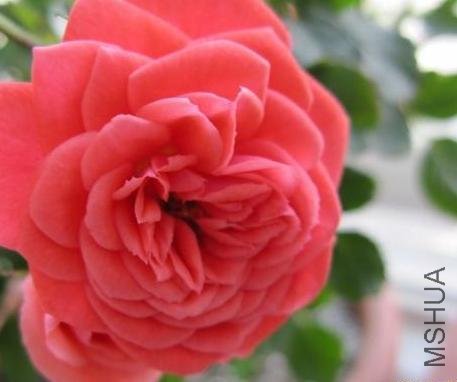 ��ȹ��Ů��Hula Girl��.jpg