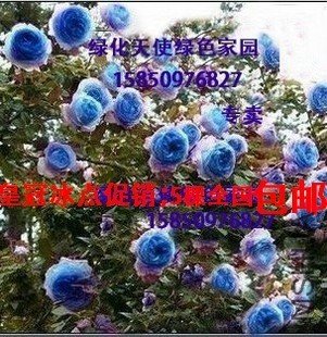 T1qbqRXXXlXXcpRgHb_093855_jpg_310x310.jpg