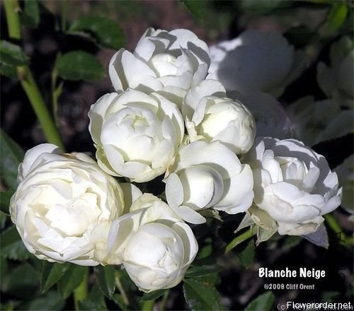 �׿�˹�أ�Witte Koster��.jpg