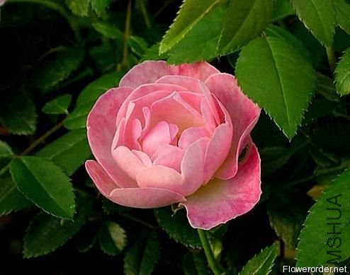 �ۿ�˹�أ�Pink Koster��..jpg