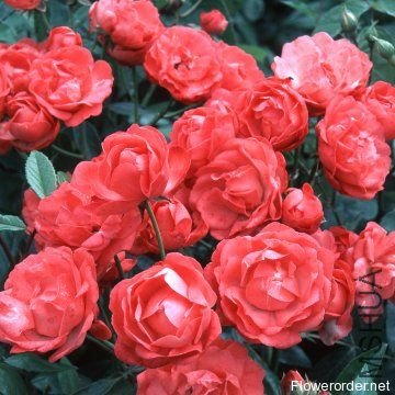 �ȿ�˹�أ�Margo Koster��.jpg