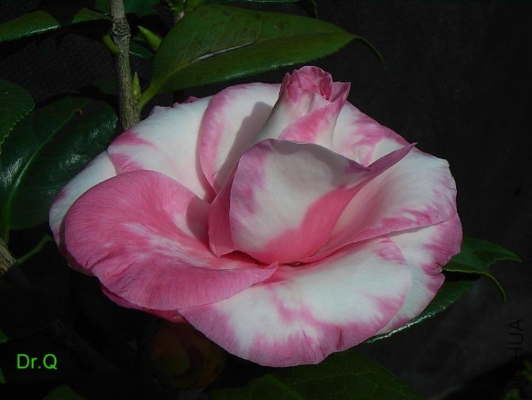 0217-6.JPG
