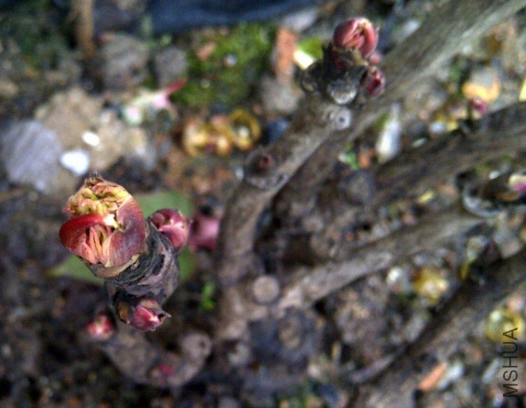 IMG-20120217-00681_conew1.jpg