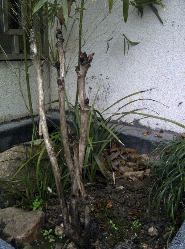 IMG-20120216-00675_conew2.jpg