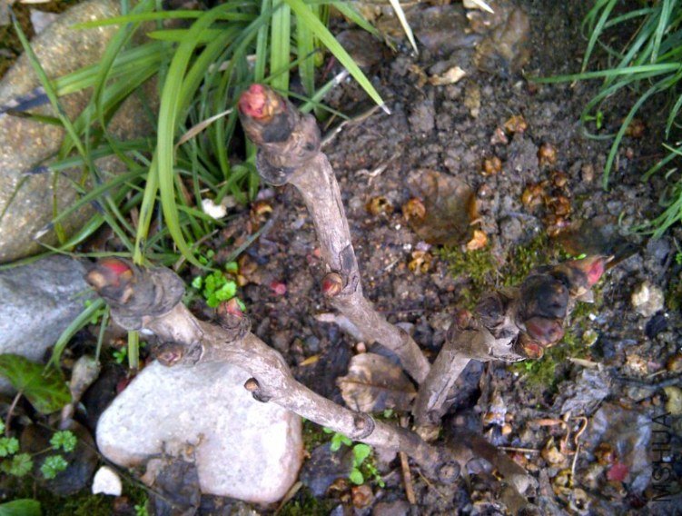 IMG-20120217-00679_conew1.jpg