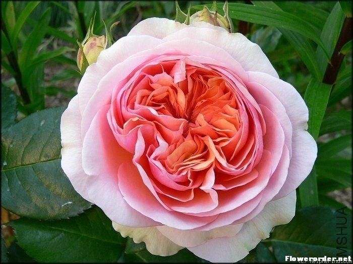 ��������Music Hall��.jpg