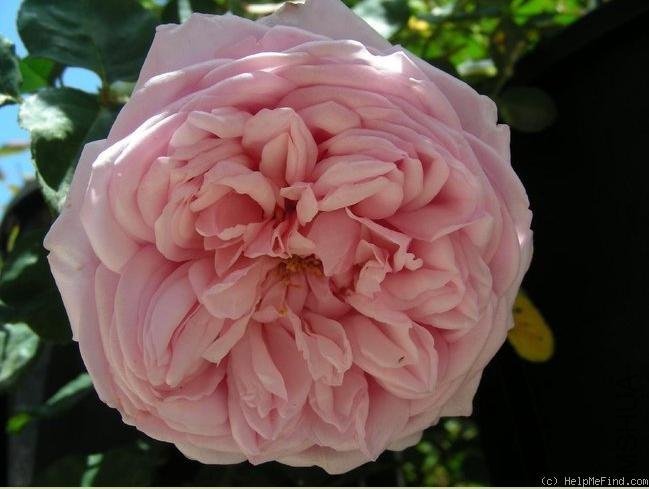 ʥ���󲼼Σ�St. Ethelburga��.jpg