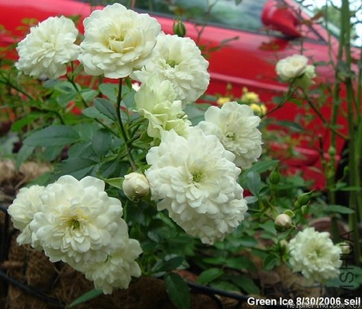 �̱���Green Ice��.jpg