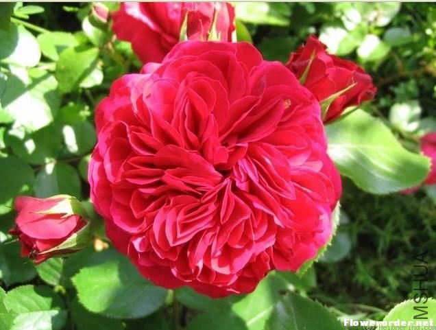 ��ɫ����棨Red Leonardo da Vinci��.jpg