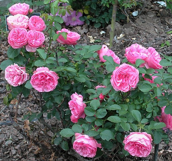 �����(L��onardo da Vinci).jpg