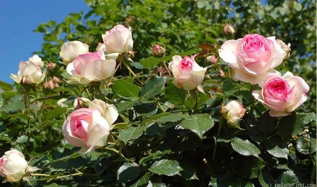 ��ɳ��ʯ��Pierre de Ronsard��.jpg