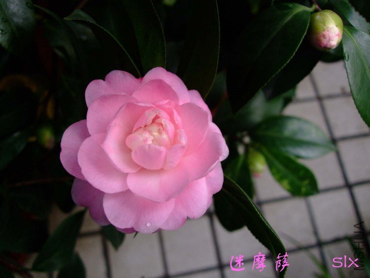��Ƭ2012-2-17f 00311.jpg