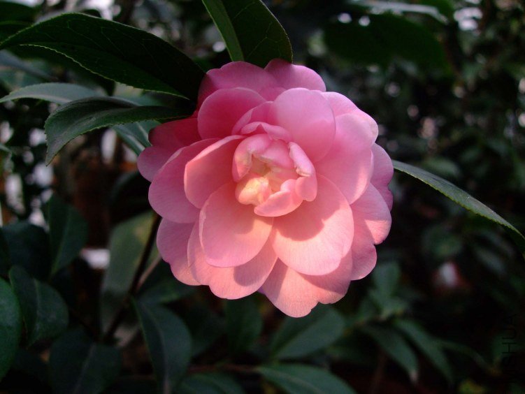 ��Ƭ2012-2-17f 05511.jpg