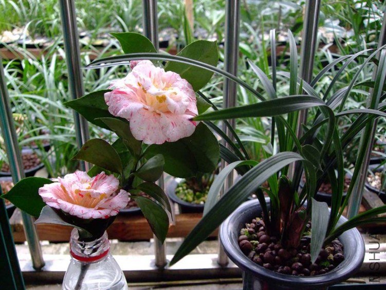 ��Ƭ2012-2-17f 01311.jpg