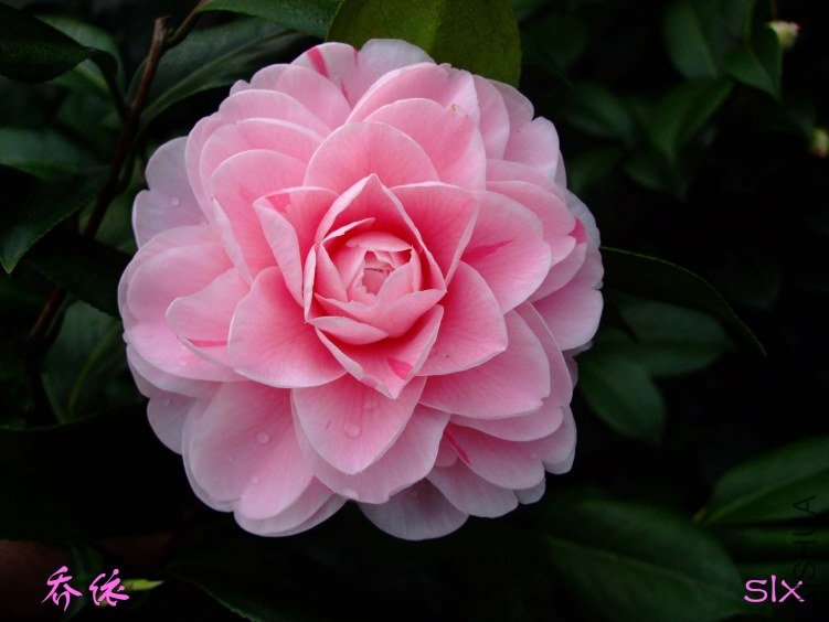 ��Ƭ2012-2-18f 00311.jpg