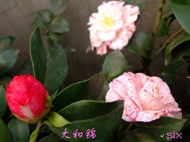 ��Ƭ2012-2-17f 05111.jpg