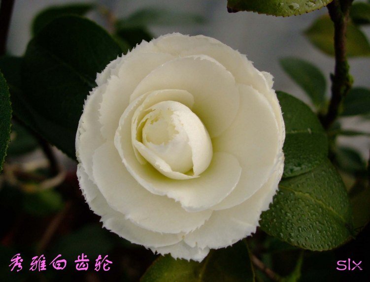 ��Ƭ2012-2-18f 00411.jpg