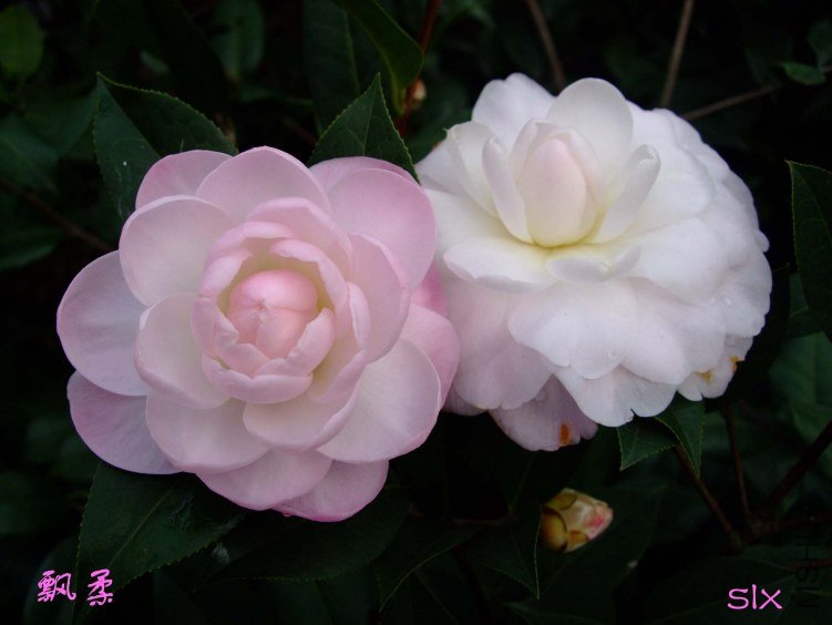 ��Ƭ2012-2-17f 05911.jpg
