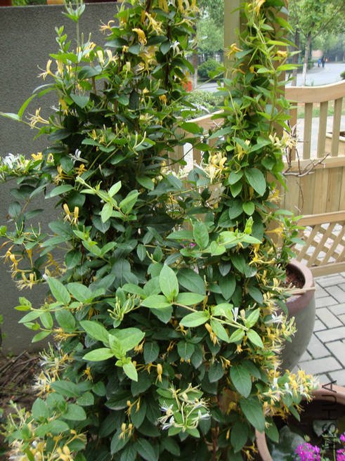 ��ת DSC01182.JPG