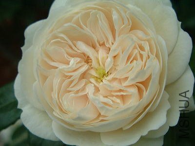 ���������ʿ��Macmillan Nurse��.jpg